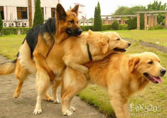 今早来上学看见狗拔河128 / 作者:平安大叔 / 帖子ID:11051