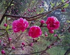 雨中赏花468 / 作者:苍海小粟 / 帖子ID:11081