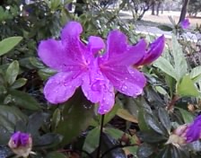 雨中赏花983 / 作者:苍海小粟 / 帖子ID:11081