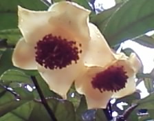 雨中赏花936 / 作者:苍海小粟 / 帖子ID:11081