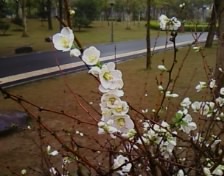 雨中赏花553 / 作者:苍海小粟 / 帖子ID:11081