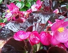 雨中赏花398 / 作者:苍海小粟 / 帖子ID:11081