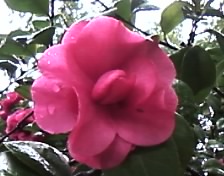 雨中赏花958 / 作者:苍海小粟 / 帖子ID:11081