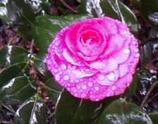 雨中赏花263 / 作者:苍海小粟 / 帖子ID:11081