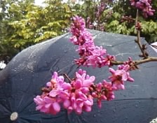雨中赏花36 / 作者:苍海小粟 / 帖子ID:11081