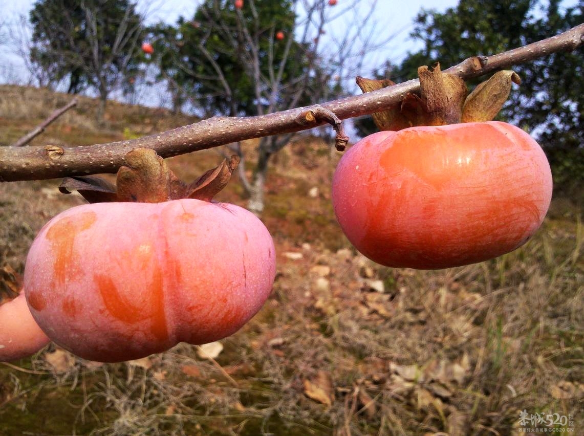 红柿花517 / 作者:千里之外 / 帖子ID:11100