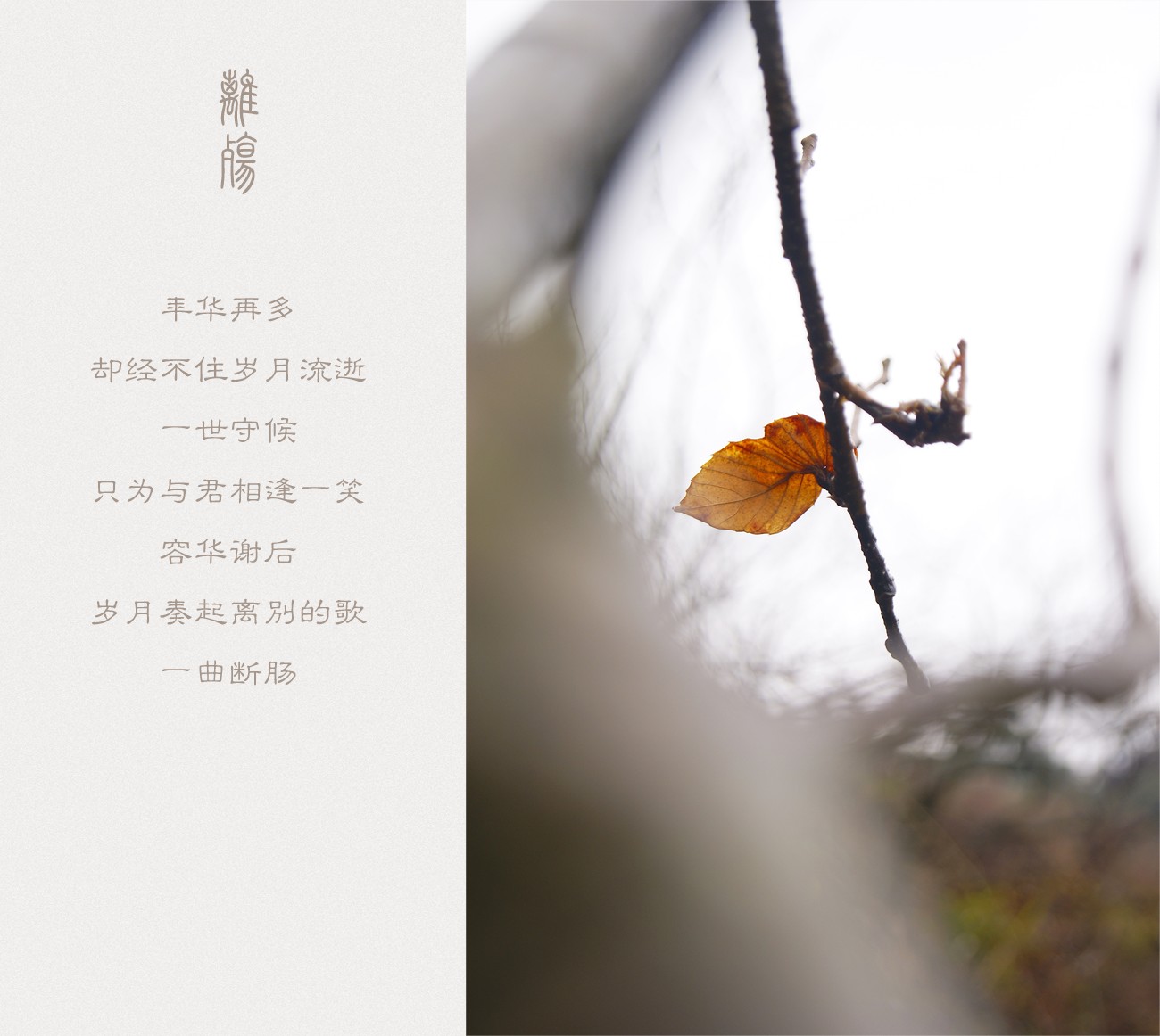 離殇686 / 作者:195 / 帖子ID:11158