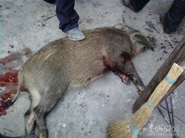 不好意思 ，踩死头野猪 哈哈785 / 作者:请叫我宅男先生 / 帖子ID:11304