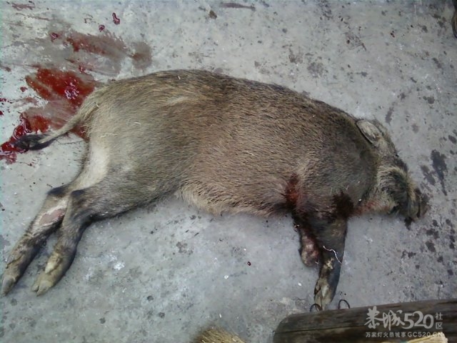不好意思 ，踩死头野猪 哈哈654 / 作者:请叫我宅男先生 / 帖子ID:11304