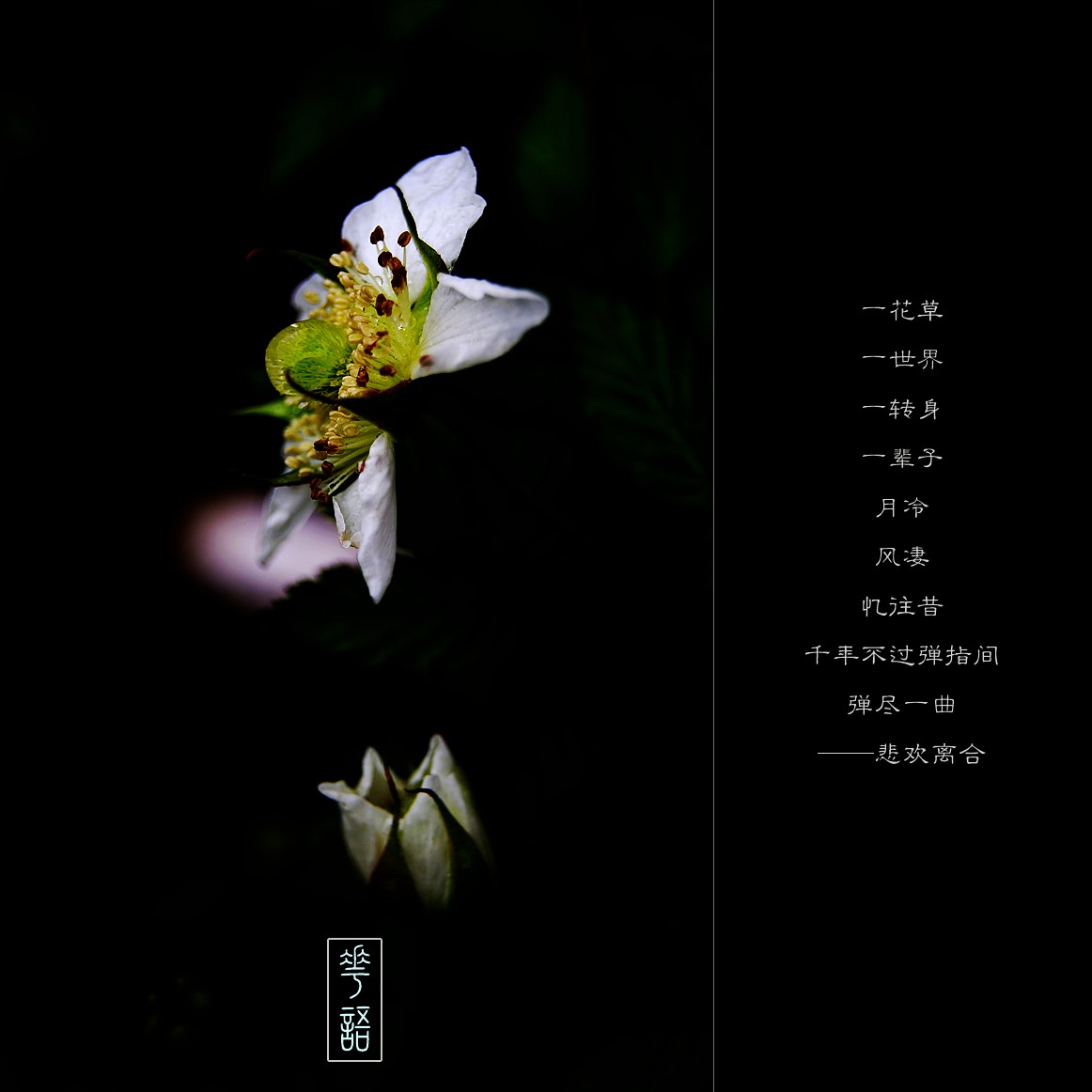 花語（二）625 / 作者:195 / 帖子ID:11453