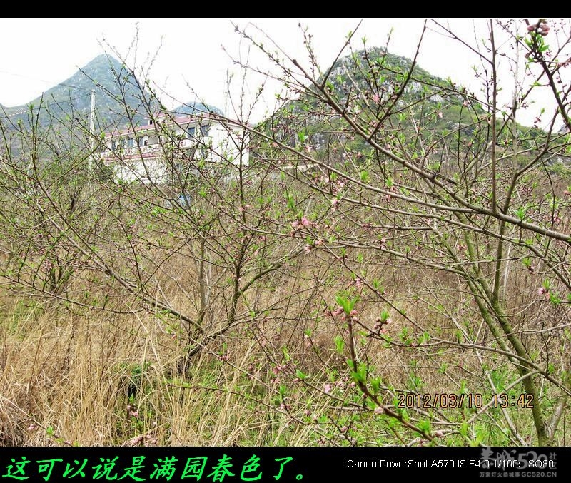 盛开的桃花895 / 作者:平安大叔 / 帖子ID:11587