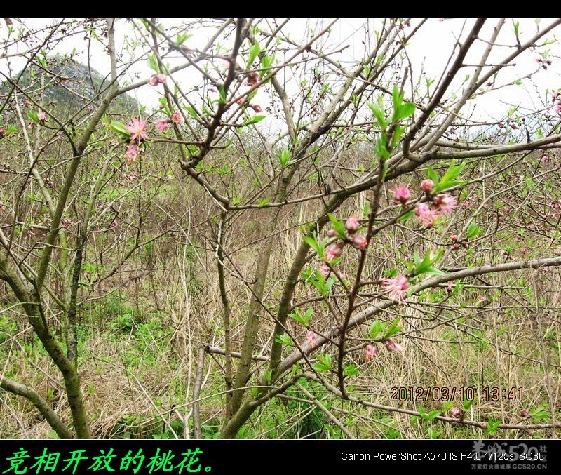盛开的桃花632 / 作者:平安大叔 / 帖子ID:11587