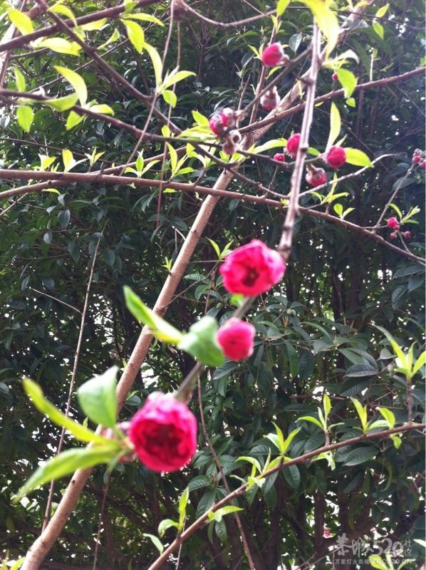 红岩的桃花开了，红红的，很美879 / 作者:明天会更好 / 帖子ID:11703
