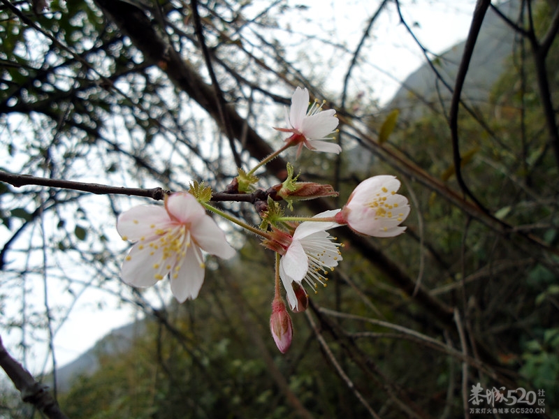 桃花节徒步，我也来发一贴920 / 作者:嬋影 / 帖子ID:11740