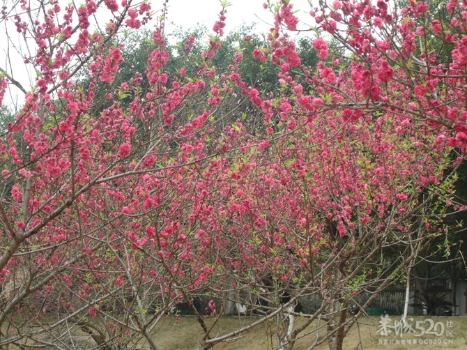 我家的桃花315 / 作者:1300 / 帖子ID:11795