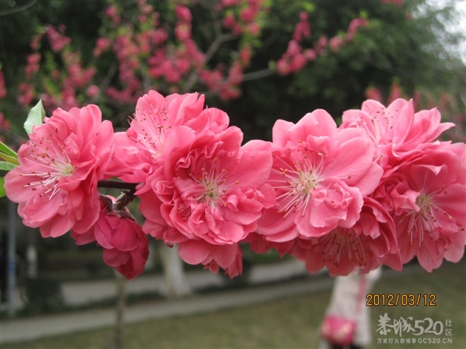 我家的桃花918 / 作者:1300 / 帖子ID:11795