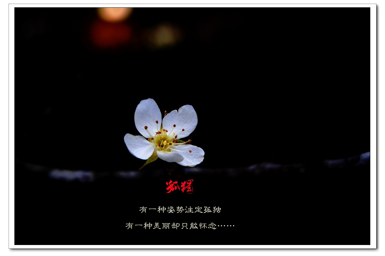 孤独284 / 作者:195 / 帖子ID:11800