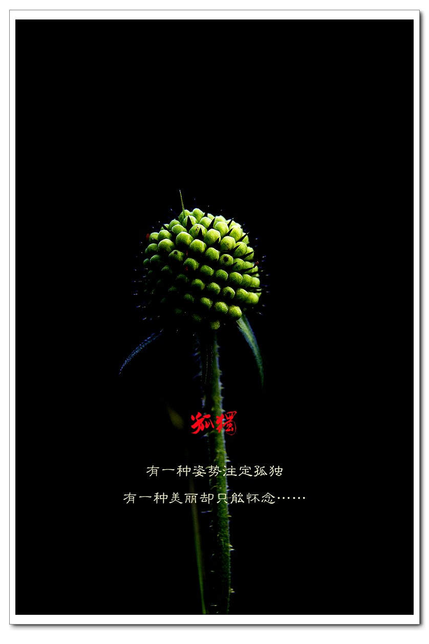 孤独69 / 作者:195 / 帖子ID:11800