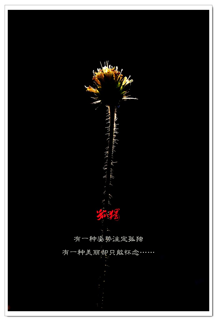 孤独505 / 作者:195 / 帖子ID:11800