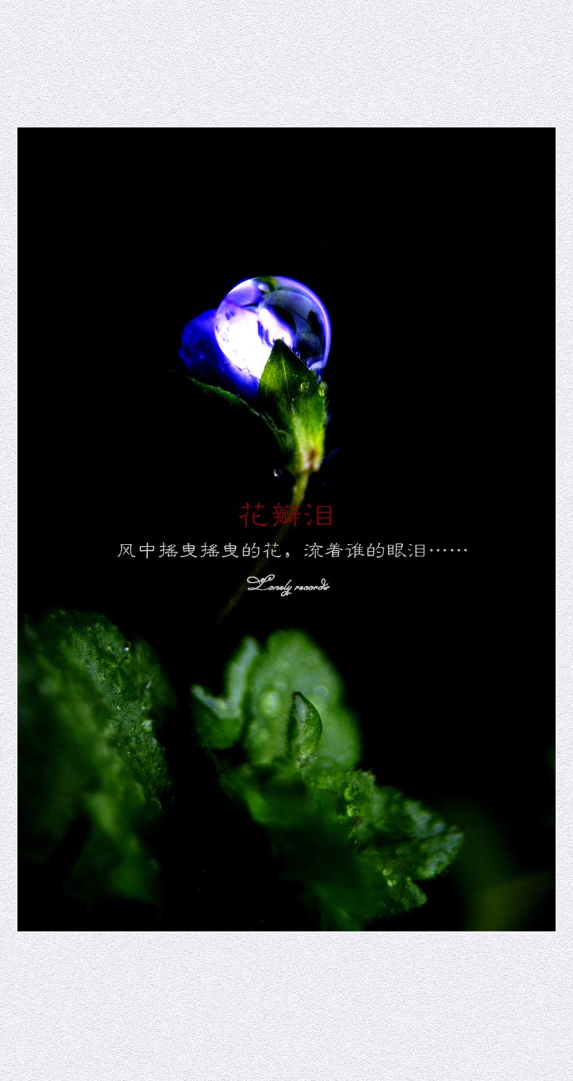 花瓣泪（二）5 / 作者:195 / 帖子ID:11958