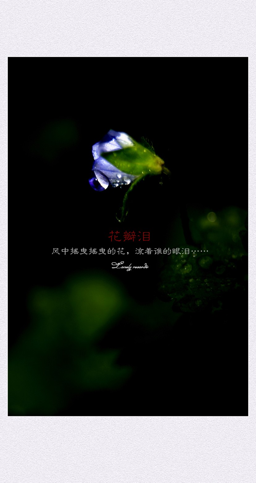 花瓣泪（二）255 / 作者:195 / 帖子ID:11958