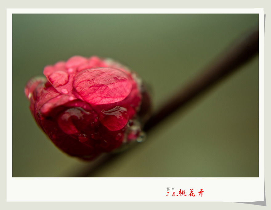 三月桃花开。473 / 作者:悟空 / 帖子ID:11971