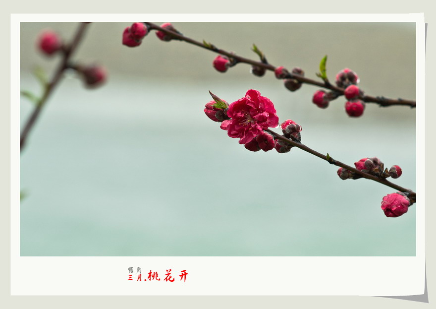三月桃花开。716 / 作者:悟空 / 帖子ID:11971
