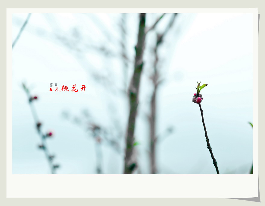 三月桃花开。31 / 作者:悟空 / 帖子ID:11971