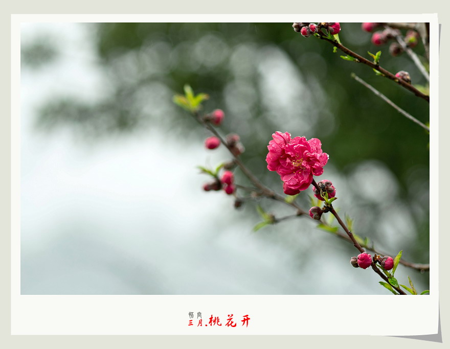 三月桃花开。619 / 作者:悟空 / 帖子ID:11971