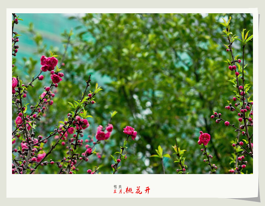 三月桃花开。423 / 作者:悟空 / 帖子ID:11971