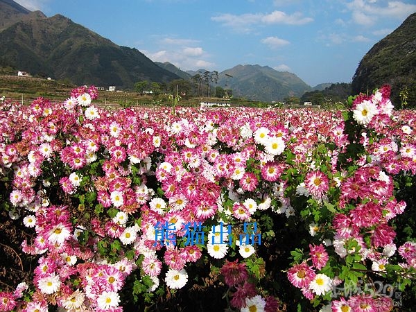 恭城观音水滨村《上》3 / 作者:翠峰紫阳 / 帖子ID:12029