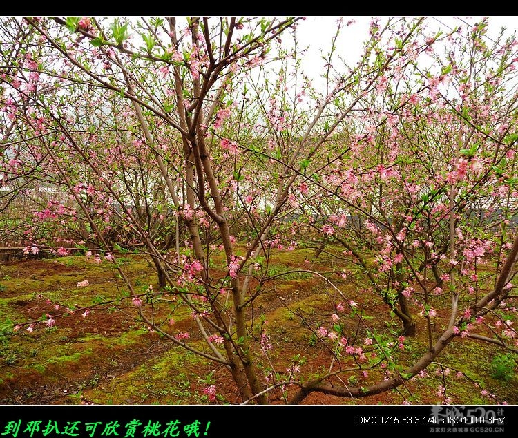 邓扒在为“瑶寨抢亲”活动作准备！307 / 作者:平安大叔 / 帖子ID:12031