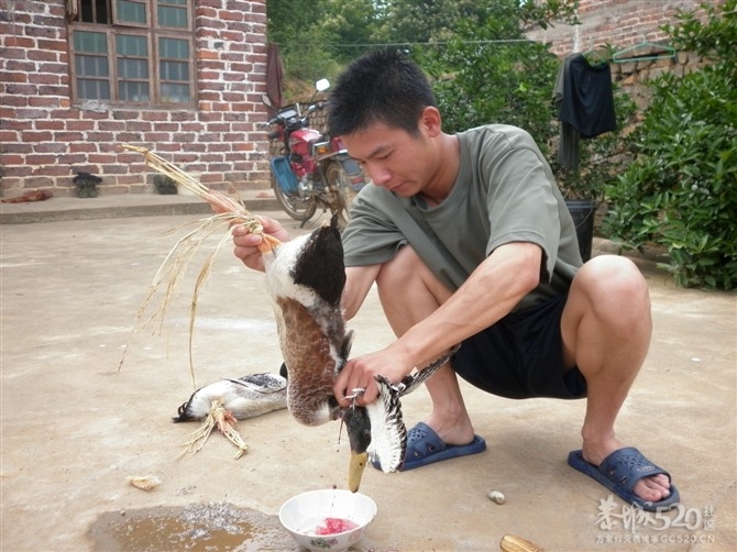 初来乍到还请大家多多包涵613 / 作者:鑫心相印 / 帖子ID:12061