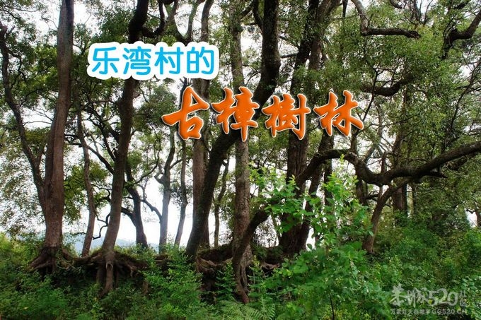 恭城乐湾村的古樟树林442 / 作者:鲤鱼渡 / 帖子ID:12072