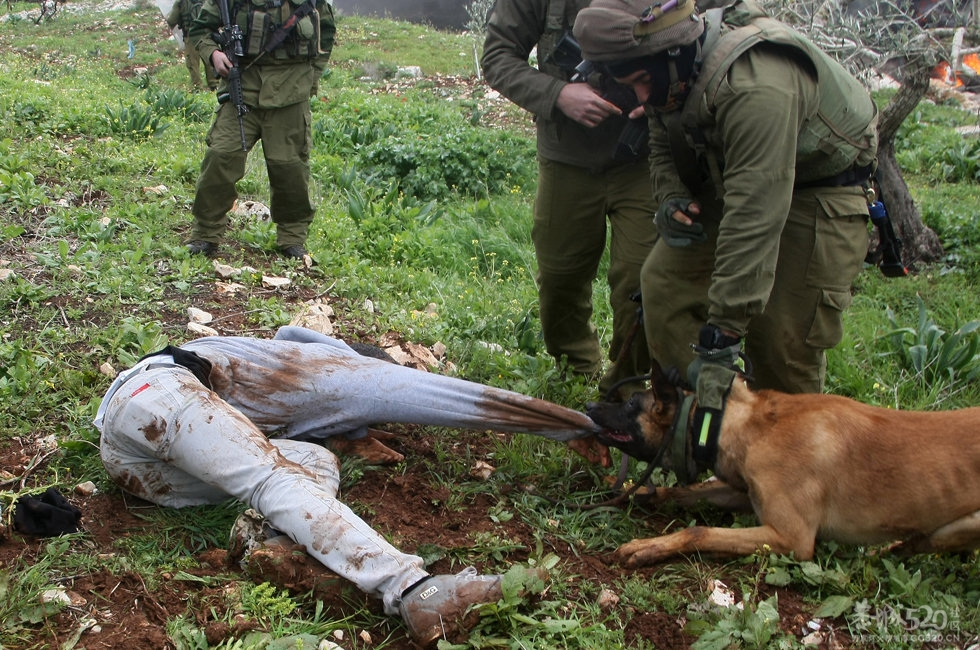 以色列警犬撕咬巴示威者529 / 作者:请叫我宅男先生 / 帖子ID:12114