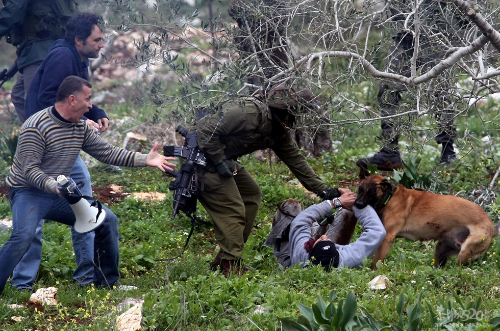以色列警犬撕咬巴示威者368 / 作者:请叫我宅男先生 / 帖子ID:12114