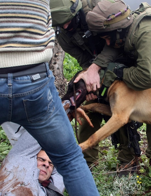 以色列警犬撕咬巴示威者933 / 作者:请叫我宅男先生 / 帖子ID:12114