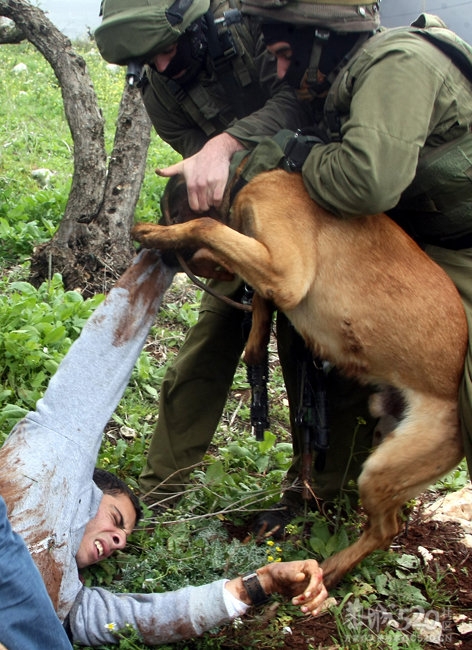 以色列警犬撕咬巴示威者416 / 作者:请叫我宅男先生 / 帖子ID:12114
