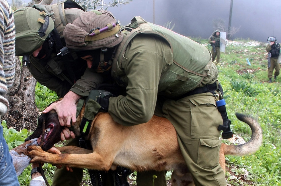 以色列警犬撕咬巴示威者76 / 作者:请叫我宅男先生 / 帖子ID:12114