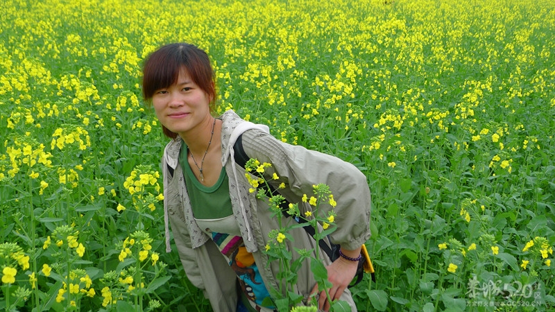 黄色的  油菜花 漂亮的MM!! 图片多多！554 / 作者:Redsun红日 / 帖子ID:12185