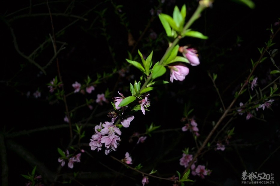 大岭山上夜赏桃花389 / 作者:黄子 / 帖子ID:12529