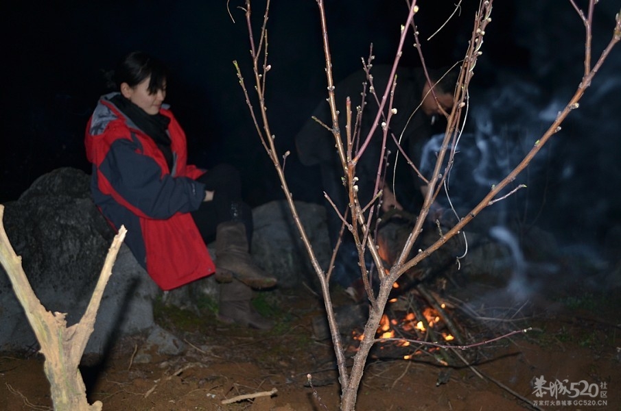 大岭山上夜赏桃花955 / 作者:黄子 / 帖子ID:12529
