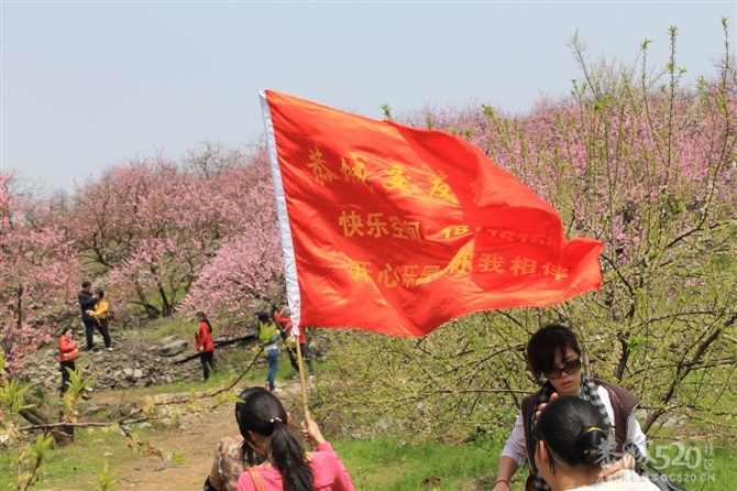 桃花山一游304 / 作者:我不懂你 / 帖子ID:13022