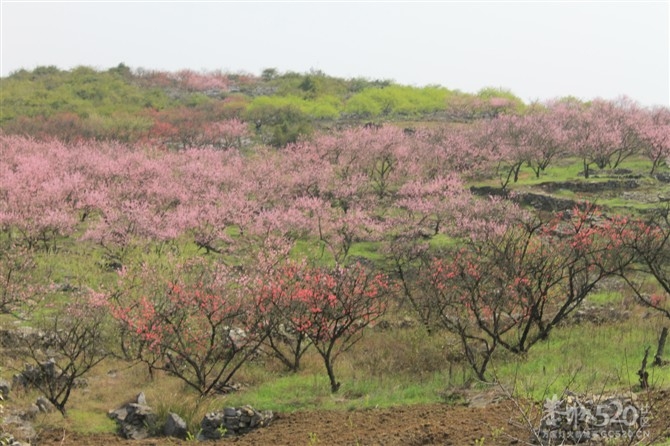 桃花山一游898 / 作者:我不懂你 / 帖子ID:13022