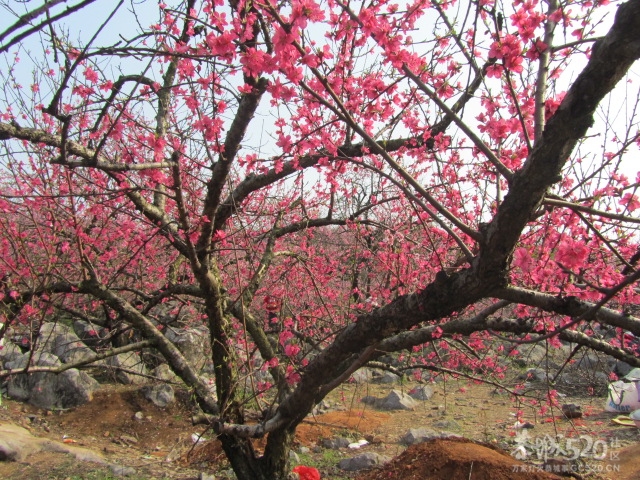 给力2012桃花节油茶文化节569 / 作者:恋上背叛 / 帖子ID:13089