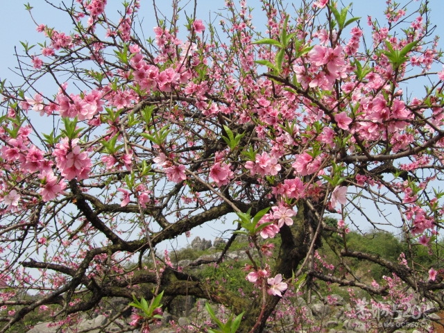 给力2012桃花节油茶文化节116 / 作者:恋上背叛 / 帖子ID:13089