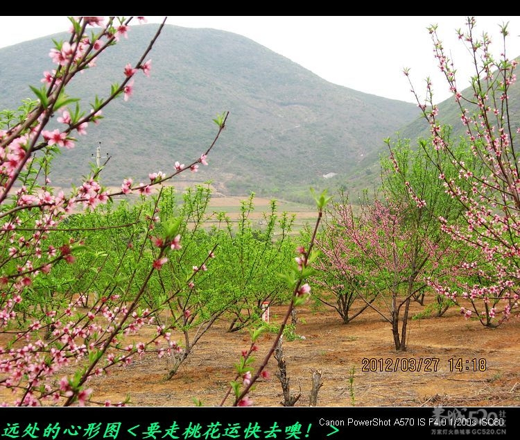 虎尾、大岭山、挖沟、治平一日游。864 / 作者:平安大叔 / 帖子ID:13157