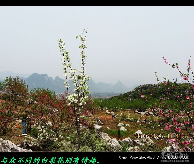 虎尾、大岭山、挖沟、治平一日游。181 / 作者:平安大叔 / 帖子ID:13157