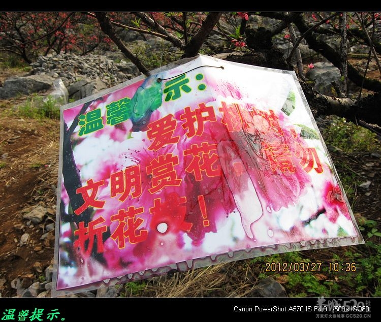 虎尾、大岭山、挖沟、治平一日游。674 / 作者:平安大叔 / 帖子ID:13157