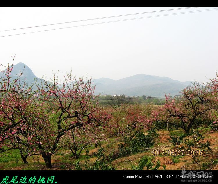 虎尾、大岭山、挖沟、治平一日游。81 / 作者:平安大叔 / 帖子ID:13157